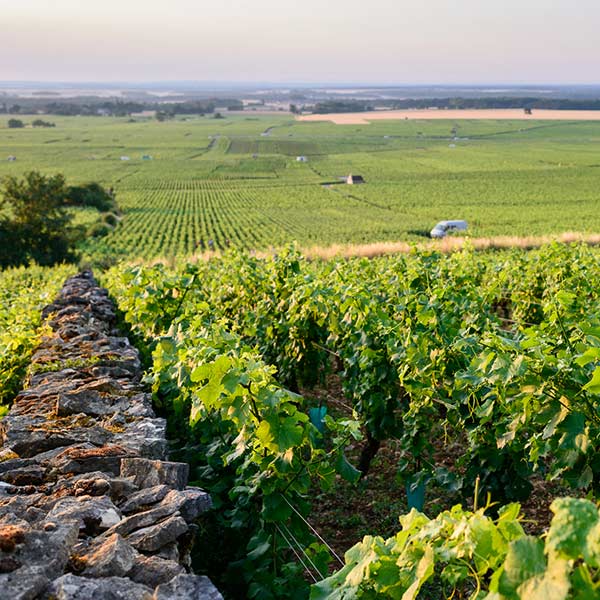 Pourquoi les vins de la Côte de Nuits sont-ils mythiques ?