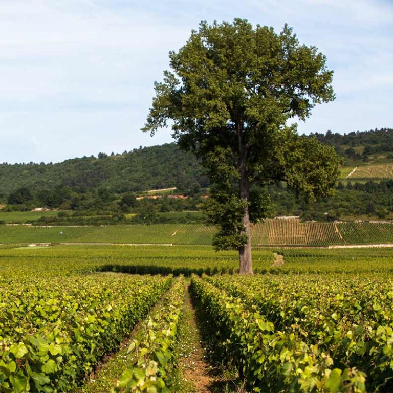 Appellation Meursault