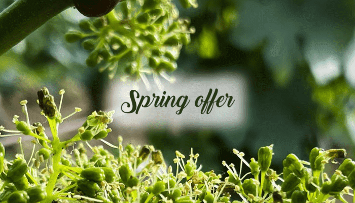 Spring offer