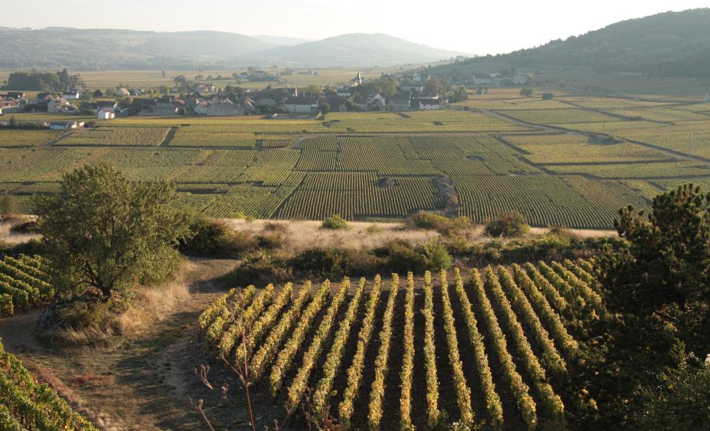 Vignobles en Bourgogne avec village et collines en arrière-plan