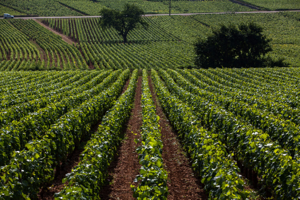 Vignoble en rangées verdoyantes sous un ciel ensoleillé