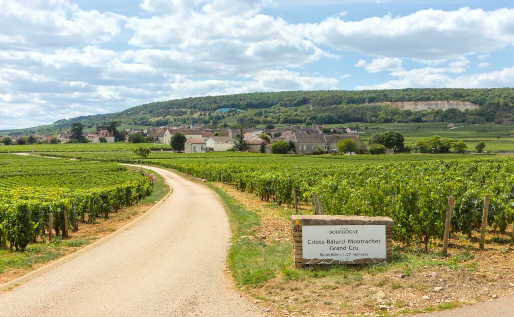 Vignoble Grand Cru Criots-Bâtard-Montrachet en Bourgogne
