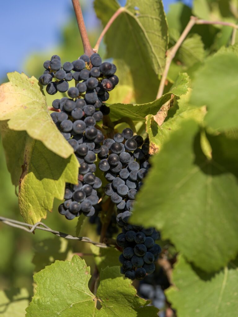 Grappes de raisins noirs mûrs sur vigne en automne