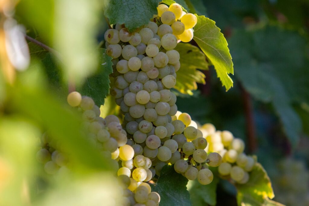 Grappe de raisins blancs mûrs sur vigne ensoleillée