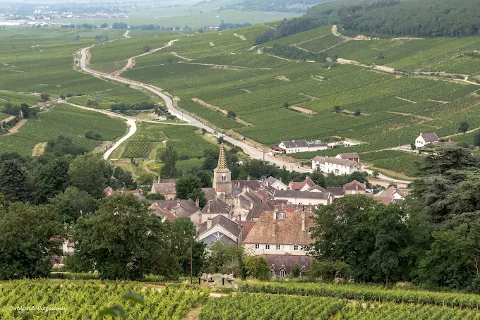 Village bourguignon entouré de vignobles verdoyants en été